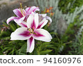 Lily buds on a blurry dark green Photo of high quality 94160976