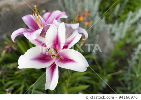 Lily buds on a blurry dark green Photo of high quality Lily buds on a blurry dark green Photo of high quality 94160976