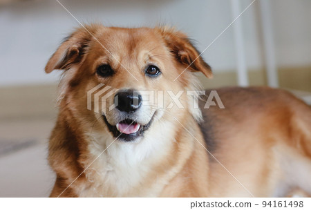 A mixed breed dog with folded ear. Beautiful. Cute puppy. dazed. A mixed breed dog with folded ear. Beautiful. Cute puppy. dazed. 94161498