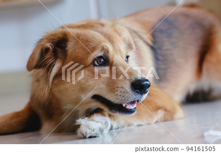 A mixed breed dog with folded ear. Beautiful. Cute puppy. bright smile. 94161505