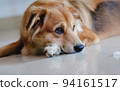 A mixed breed dog with folded ear. Beautiful. Cute puppy. dazed. 94161517