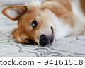 Soft focus. Beautiful puppy dog in white bed. Baby animals. 94161518