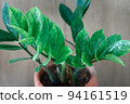 Zamioculcas zamifolia- dollar tree. Zanzibar Gem The tree is named auspicious. Suitable for decorating your home and office. 94161519