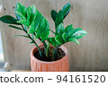 Zamioculcas zamifolia- dollar tree. Zanzibar Gem The tree is named auspicious. Suitable for decorating your home and office. 94161520