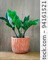Zamioculcas zamifolia- dollar tree. Zanzibar Gem The tree is named auspicious. Suitable for decorating your home and office. 94161521