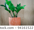 Zamioculcas zamifolia- dollar tree. Zanzibar Gem The tree is named auspicious. Suitable for decorating your home and office. 94161522