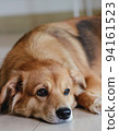 A mixed breed dog with folded ear. Beautiful. Cute puppy. bright smile. 94161523