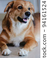 A mixed breed dog with folded ear. Beautiful. Cute puppy. bright smile. 94161524