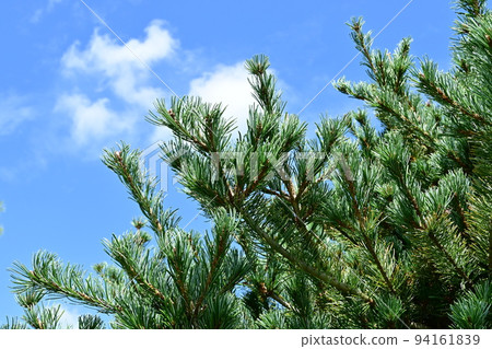 日本白松和藍天 94161839