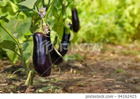ripe purple eggplants growing on the bush ripe purple eggplants growing on the bush 94162425