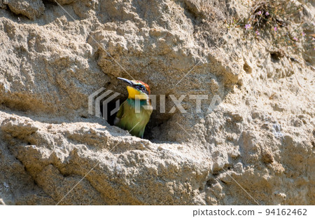 Nestling Of European Bee Eater (Merops Apiaster) In Breeding Burrow 94162462