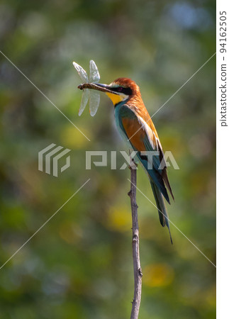European Bee Eater (Merops Apiaster) With Colorful Plumage And Prey In Natural Habitat European Bee Eater (Merops Apiaster) With Colorful Plumage And Prey In Natural Habitat 94162505