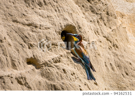 European Bee Eater (Merops Apiaster) Feeds Juvenile In Breeding Burrow With Bumblebee European Bee Eater (Merops Apiaster) Feeds Juvenile In Breeding Burrow With Bumblebee 94162531