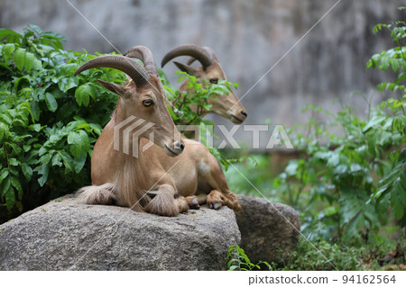 The barbary sheep is mammal and hill animal The barbary sheep is mammal and hill animal 94162564