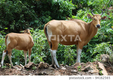 The female and baby red cow in nature garden The female and baby red cow in nature garden 94162565