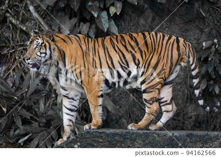 Close up Indochinese tiger is beautiful animal and dangerous 94162566
