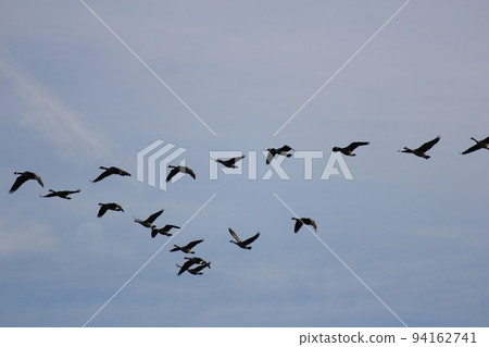 canada goose migration canada goose migration 94162741