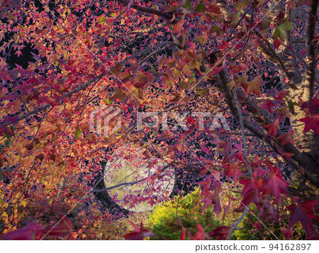 Autumn image Autumn leaves and full moon Autumn image Autumn leaves and full moon 94162897