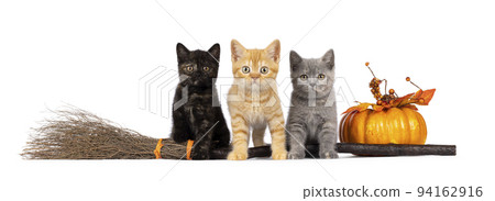 Halloween cats on white background 94162916