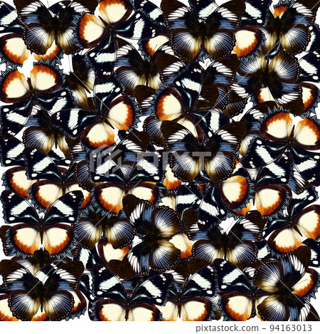 Pattern colorful butterflies hypolimnas, blue black unusual butterfly texture, colorful background, wallpaper, nature concept 94163013