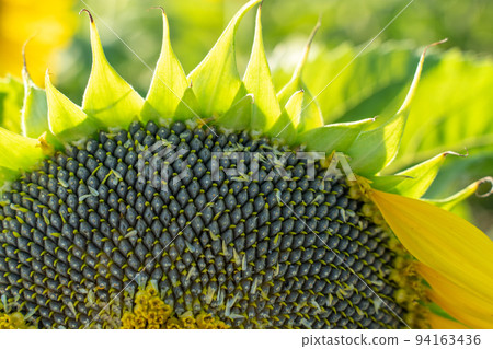 Ripe sunflower with black seeds close-up on the field. 94163436