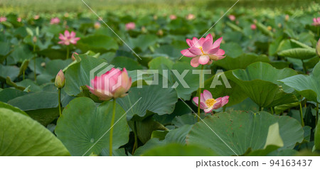 A pink lotus flower sways in the wind. Against the background of their green leaves. Lotus field on the lake in natural environment. 94163437