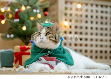 scottish tabby cat in christmas theme cloth during play with new year gift and christmas tree 94163480