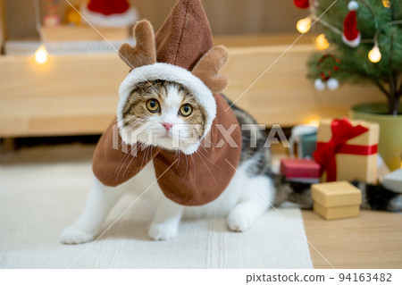 scottish tabby cat in christmas theme cloth during play with new year gift and christmas tree 94163482