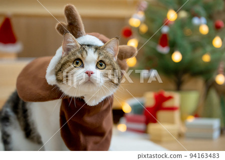 scottish tabby cat in christmas theme cloth during play with new year gift and christmas tree scottish tabby cat in christmas theme cloth during play with new year gift and christmas tree 94163483
