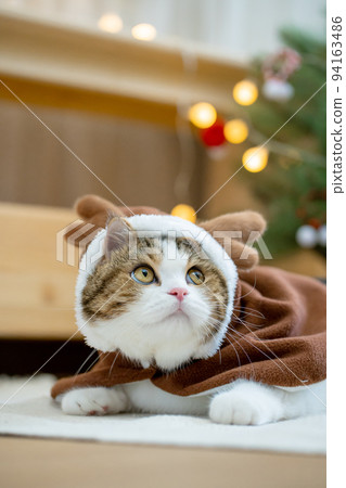scottish tabby cat in christmas theme cloth during play with new year gift and christmas tree 94163486