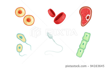 Human Cells as Structural Body Unit with Cytoplasm and Membrane Vector Set Human Cells as Structural Body Unit with Cytoplasm and Membrane Vector Set 94163645