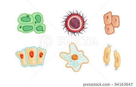 Structural Units Of The Body Body Structure | Definition, Function