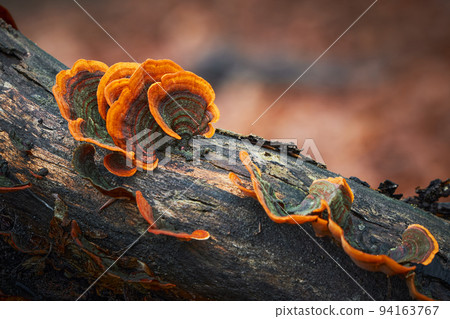 Stereum subtomentosum Stereum subtomentosum 94163767