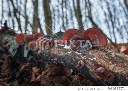 Auricularia auricula-judae Auricularia auricula-judae 94163771