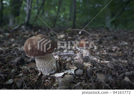 Boletus edulis - edible mushroom 94163772