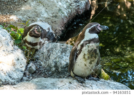 Humboldt Penguin, Spheniscus humboldti in a park 94163851