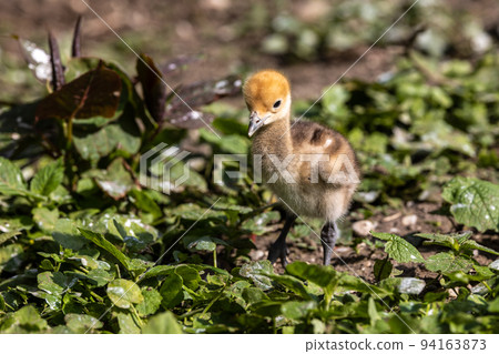 Beautiful yellow fluffy Demoiselle Crane baby gosling, Anthropoides virgo in a bright green meadow 94163873