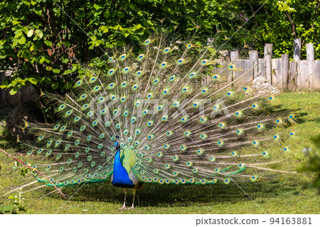Indian Peacock or Blue Peacock, Pavo cristatus Indian Peacock or Blue Peacock, Pavo cristatus 94163881