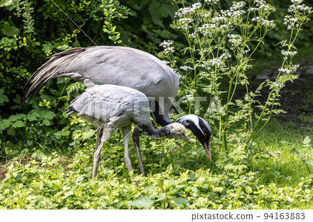 Family of Demoiselle Crane, Anthropoides virgo are living in the bright green meadow during the day time Family of Demoiselle Crane, Anthropoides virgo are living in the bright green meadow during the day time 94163883