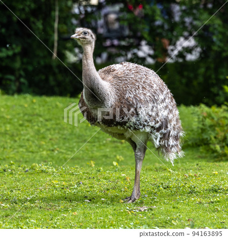 Darwin's rhea, Rhea pennata also known as the lesser rhea. Darwin's rhea, Rhea pennata also known as the lesser rhea. 94163895