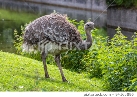 Darwin's rhea, Rhea pennata also known as the lesser rhea. 94163896