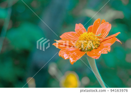 Close up Cosmos sulphureus, orange flowers on the garden, colorful orange floral is so beautiful, Selective focus Close up Cosmos sulphureus, orange flowers on the garden, colorful orange floral is so beautiful, Selective focus 94163976