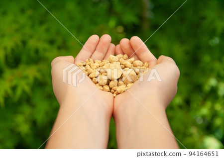 Child's hand holding Kanuma soil (maple background) Child's hand holding Kanuma soil (maple background) 94164651