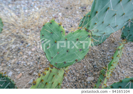 Heart shaped cactus in Sabino Canyon State Park- Tucson, Arizona Heart shaped cactus in Sabino Canyon State Park- Tucson, Arizona 94165104