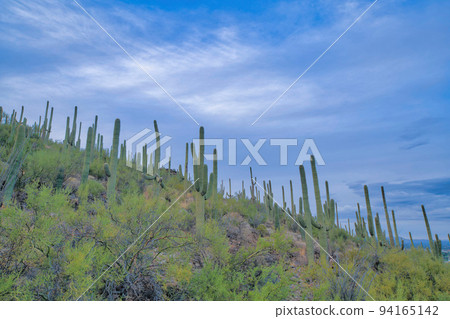 Slope with a field of saguaro cactus and wild plants- Tucson, Arizona Slope with a field of saguaro cactus and wild plants- Tucson, Arizona 94165142