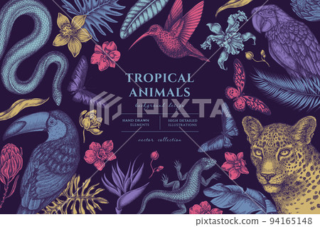 Tropical animals hand drawn illustration design. Background with vintage leopard, snake, lizard, hummingbird, toucan, scarlet macaw, rajah brooke's birdwing, african giant swallowtail, monstera Tropical animals hand drawn illustration design. Background with vintage leopard, snake, lizard, hummingbird, toucan, scarlet macaw, rajah brooke's birdwing, african giant swallowtail, monstera 94165148