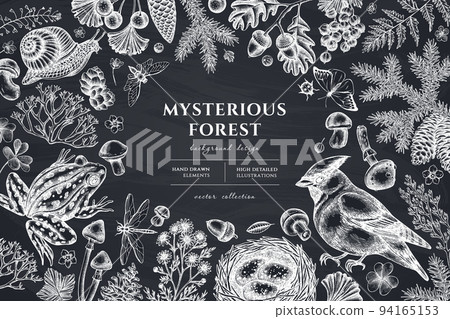 Mysterious forest hand drawn illustration design. Background with chalk waxwing, snail, nest, pool frog, moss, spruce branch, pine cones, chamomile, mushrooms, insect, porcini, red currant, oak 94165153
