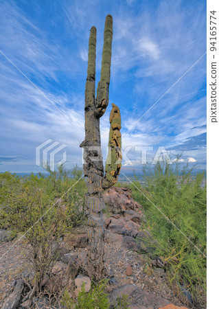 Dying saguaro cactus on a desert mountain at Tucson, Arizona Dying saguaro cactus on a desert mountain at Tucson, Arizona 94165774