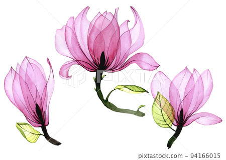 watercolor set of transparent magnolia flowers. collection of pink magnolia flowers isolated on white background. vintage drawing, elements for delicate design wedding, invitation, congratulation watercolor set of transparent magnolia flowers. collection of pink magnolia flowers isolated on white background. vintage drawing, elements for delicate design wedding, invitation, congratulation 94166015