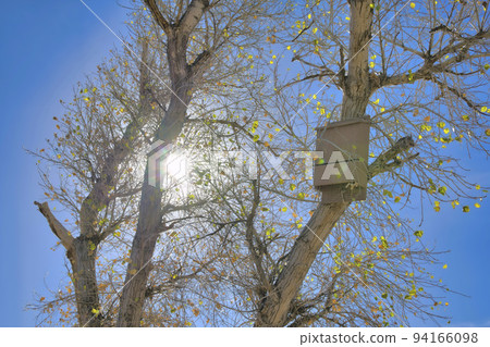 Tree against bright sun in the blue sky at Sweetwater Wetlands Tucson Arizona 94166098